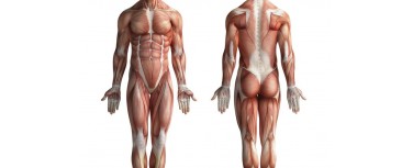 ¿Sabes cual es el musculo mas grande del cuerpo?